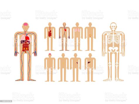 Anatomie Humaine Squelette Et Des Organes Internes Systèmes Dorganes Et