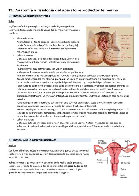 T1 Anatomía Y Fisiología Del Aparato Reproductor Femenino T1 Anatomía Y Fisiología Del