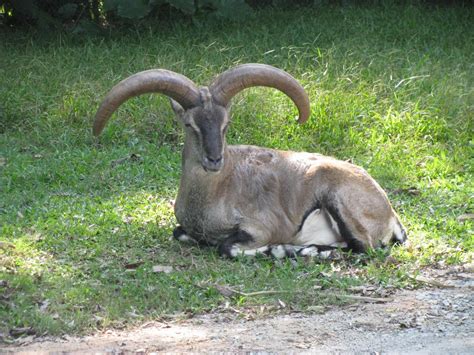 Chimelong Safari Park | www.afunadventure.com