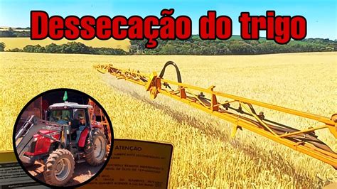 Desseca O Do Trigo Para A Colheita Youtube