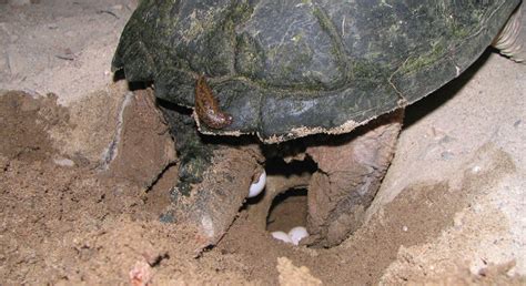 How You Can Help Turtles Cross The Road Ontario Nature