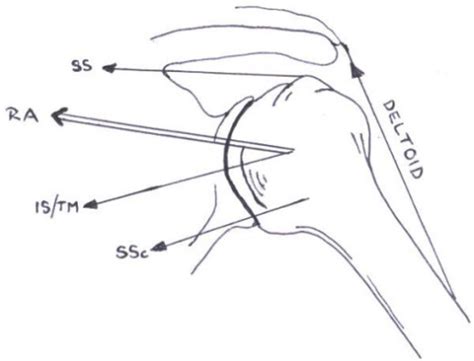 The Glenohumeral Force Couple The Resultant Force Act Open I