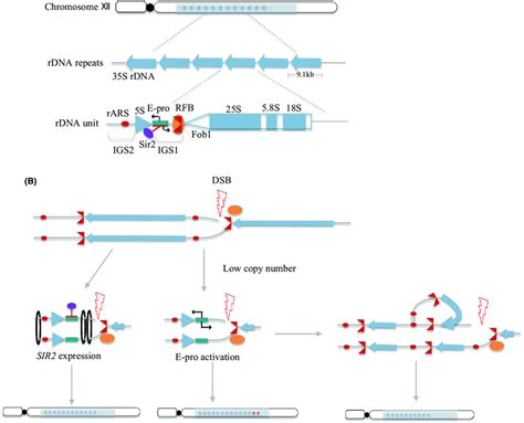 Schematic Diagram Of Rdna Structure In Budding Yeast A And