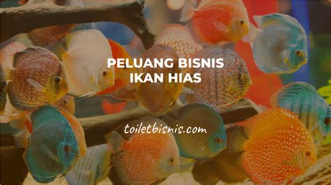 Peluang Bisnis Ikan Hias Yang Menguntungkan Dan Cara Budidayanya