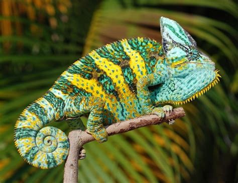 Veiled Chameleon Facts, Habitat, Diet, Baby, Pet Care, Pictures