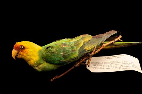 carolina parakeet conuropsis carolinensis joel sartore