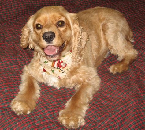chance cocker rescue  bestpets