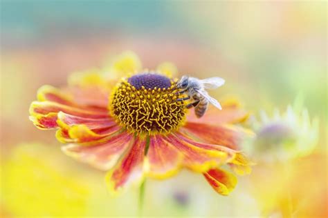 17 Best Plants for Pollinators to Keep Your Garden Buzzing | LoveToKnow