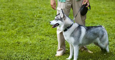 private dog trainers     estimates