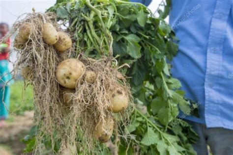 Какое удобрение вносить в лунку при посадке картофеля весной | Дачный ...