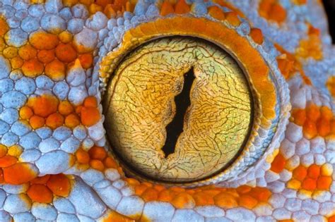 Close-up of Tokay Gecko's Eye