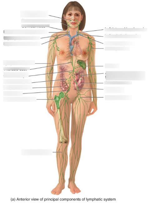 Lymphatic System Diagram Diagram Quizlet