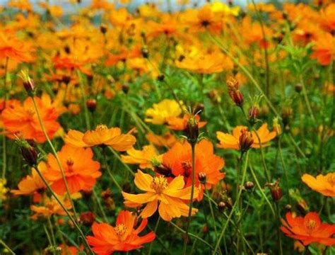 硫华菊种植方法和时间 花圃日记 江苏长景园林