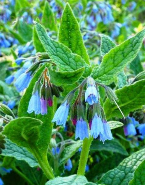 Живокост применение: Живокоста инструкция по применению, цена в аптеках ...