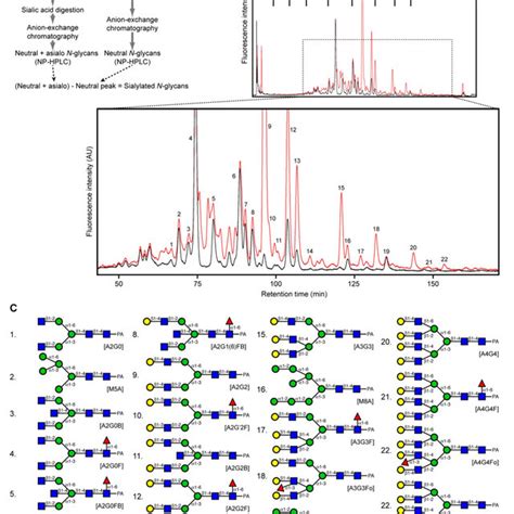 Scheme For Human Serum N Glycan Preparation And Profiling A Serum