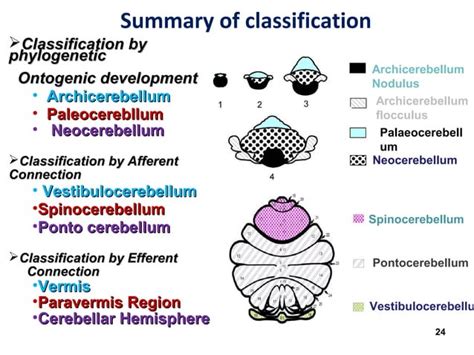 Cerebellum By Suresh Aadi8888 Ppt