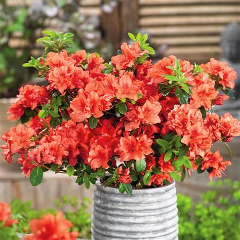Рододендрон Geisha Orange - купить саженцы в Украине дешево | Florium.ua