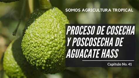 Factores Que Influyen En El Deterioro Poscosecha Del Aguacate