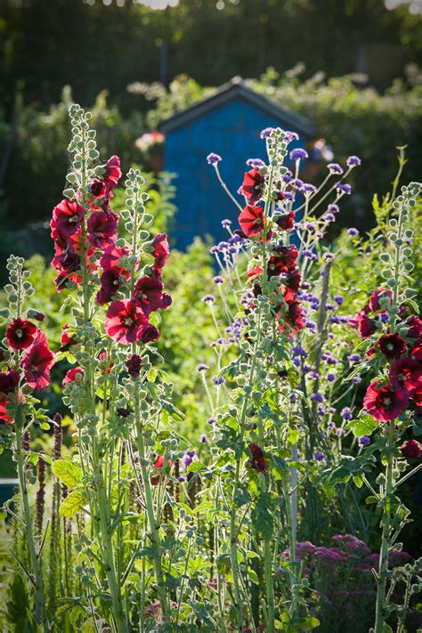 Mark Bolton | Garden Photographer's Association