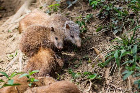 Обыкновенные тенреки (лат. Tenrec ecaudatus)