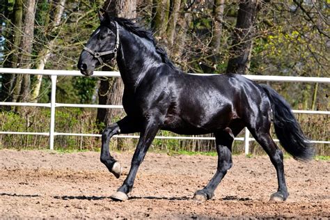 Kladruber Horse Breed Information, History, Videos, Pictures