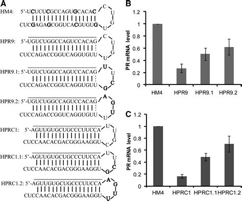 Transcriptional Silencing By Hairpin Rnas Complementary To A Gene