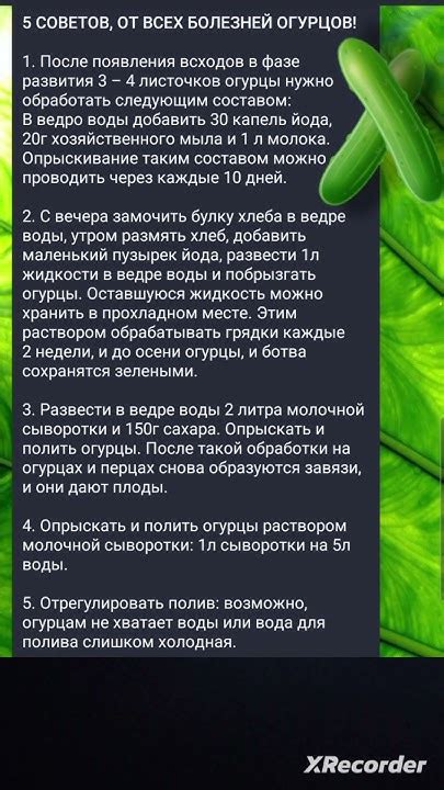 🥒СОВЕТЫ ОТ БОЛЕЗНЕЙ ОГУРЦОВ - YouTube