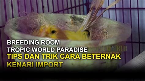 Tutorial BREEDING Atau Beternak Burung Kenari Import YouTube