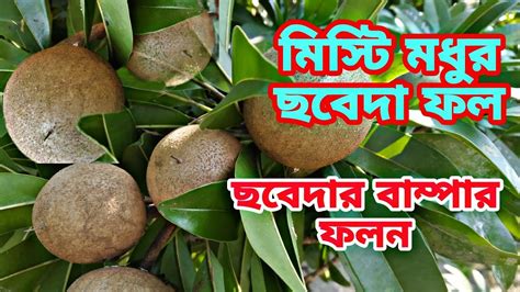 ছবেদার বাম্পার ফলনমিস্টি মধুর ছবেদা ফলbd Blogs Naim Youtube