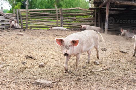 Pig farming raising and breeding of domestic pigs 13427636 Stock Photo ...