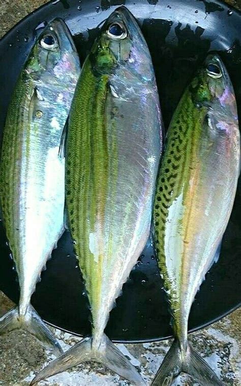 Pin by Mari on Philippine Taste: Food & Ingredients | Fish artwork