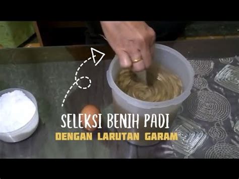 Selesksi Benih Dengan Larutan Garam Youtube