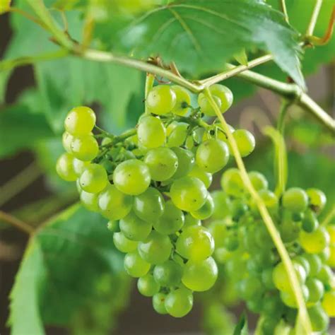 Виноград Феникс: описание и характеристики сорта, особенности ухода и ...