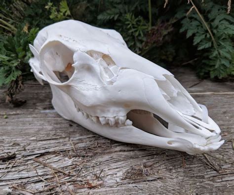 A Beautiful Doe Female Deer Skull Cleaned At Dermestidarium Animal