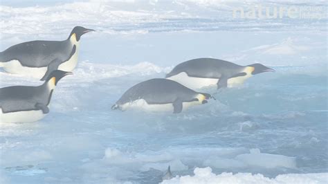 Emperor Penguin Sliding