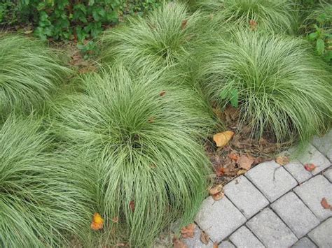 Carex Albula Frosted Curls Garden Variety