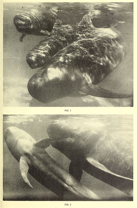 nemfrog - Pilot whales. Zoologica. May 9, 1962. Internet...