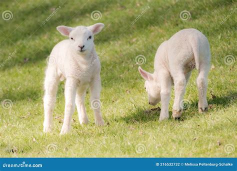 Two Little Lambs In The Field Stock Image 11282887