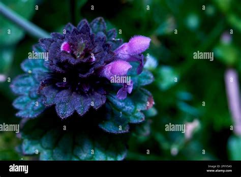 La borraja también conocida como flor de estrella es una hierba anual