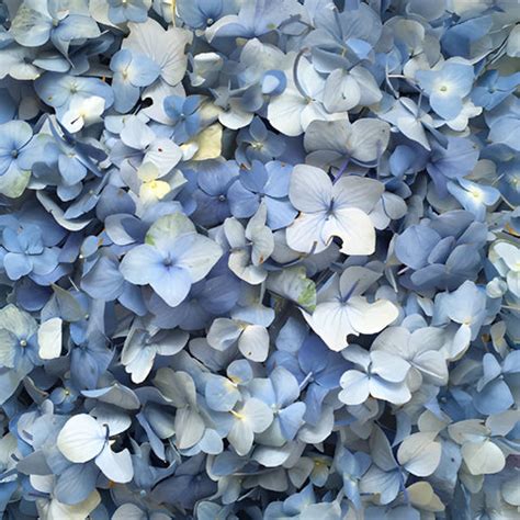 Buy Wholesale Blue Hydrangea Flower Petals in Bulk - FiftyFlowers