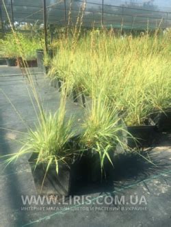 Купить Луговик дернистый (Щучка) Bronzeschleier (Deschampsia cespitosa ...