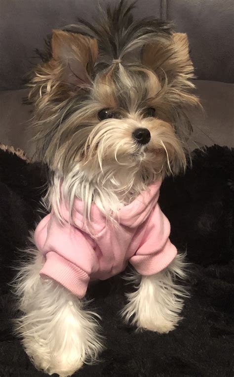 Nala - Contest Entry #94451 - Modern Dog Magazine
