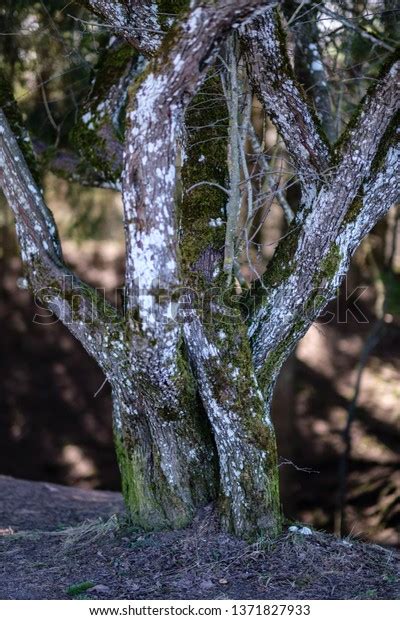 Large Naked Tree Trunks Spring Park Stock Photo 1371827933 Shutterstock