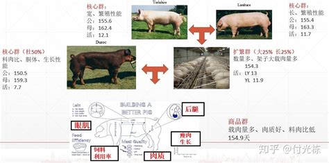 猪场营运管理核心思想之基础篇（三问答之二） 知乎