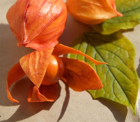 Физалис перуанский (70 фото) - фото - картинки и рисунки: скачать бесплатно