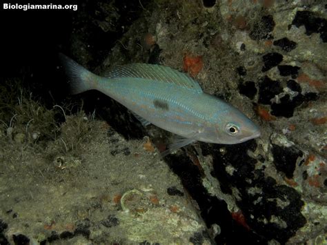 Mennola - Biologia marina del Mediterraneo