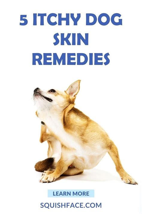 Causes of a dog s itchy skin and tips for relief puppy care – Artofit