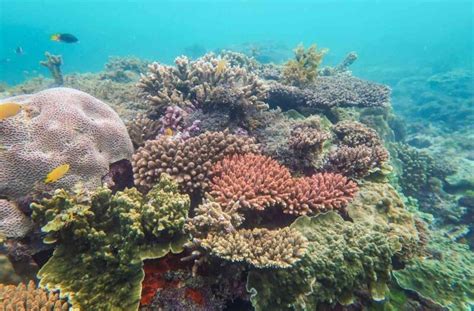 Snorkeling Magnetic Island - SeaLink Queensland