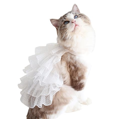 Cat Wearing Wedding Dress | ubicaciondepersonas.cdmx.gob.mx