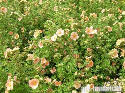 ★Лапчатка кустарниковая «Daydawn»★ купить в Екатеринбурге от 350 руб.